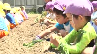子どもたちが芋の苗植えに挑戦！