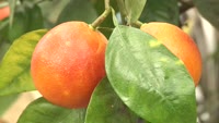 タロッコオレンジ収穫祭