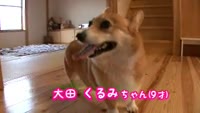 ペットは家族～大田くるみちゃん