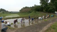 大神片原津で田植え体験