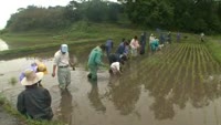 みんなで田植え体験・その２