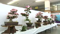 さつき花季展示会