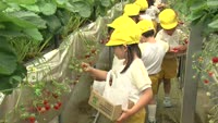 園児がイチゴ収穫体験