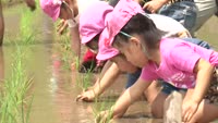 内竃堂面棚田で田植え体験