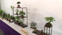 春の山野草・盆栽展