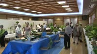 春の別府山野草展