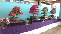 さつき花季展示会