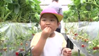 園児がいちご狩り