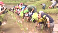 棚田で園児が田植え