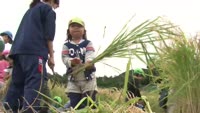 園児が稲刈り体験