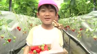 園児がイチゴ収穫体験