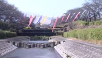 境川に鯉のぼり設置