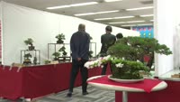 盆栽の春季展示会