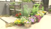 山の手町の花々が見頃
