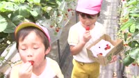 園児がいちご狩り