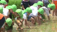 ひめやま幼稚園児が田植えを体験