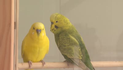 ぐる探～エルアンシエル(別府市弓ヶ浜町1-28 別府コージェマンション1F)