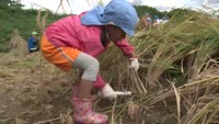 稲刈りにチャレンジ！