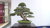 盆栽銘品展