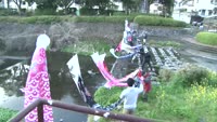 境川に鯉のぼりを設置