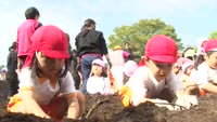 園児が芋掘りに挑戦！