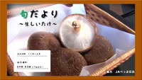 旬だより　生しいたけ