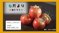 旬だより　潮トマト