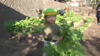 境川保育園で大根の収穫