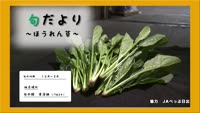 旬だより～ほうれん草