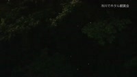 冷川でホタル観賞会