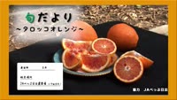 旬だより　タロッコオレンジ