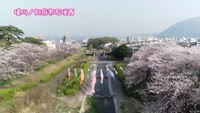 桜特集～東別府駅・板山・城下公園・境川～