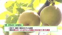 旬だより～梨（幸水）