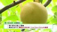 旬だより～梨（豊水）