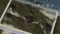 旬だより～ワタリガニ＆アメタ