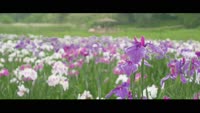 Blooming by Lake KAGURAME