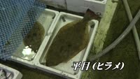 旬だより【ブリ＆ヒラメ】