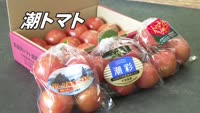 旬だより【潮トマト】