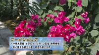 旬だより【ブーゲンビレア＆ウメ】