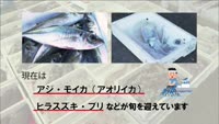 旬だより【１１月の魚】