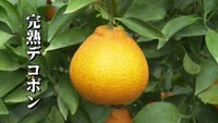 旬だより【完熟デコポン】
