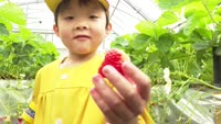 園児がいちご狩り体験