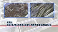 旬だより【２月のお魚】