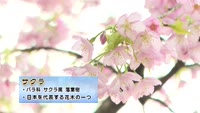 旬だより【サクラ＆モクレン】