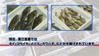 旬だより【２月のお魚】