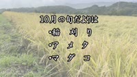 旬だより　令和４年１０月