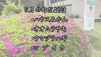 旬だより　令和５年５月