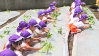 ひめやま幼稚園　さつま芋の苗植え