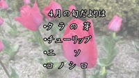 旬だより　令和５年４月