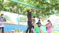 ひらた保育園でぶどう狩り